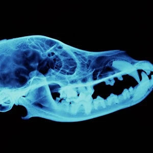 Dog skull X-ray