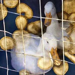 Ducks and bird flu virus particles