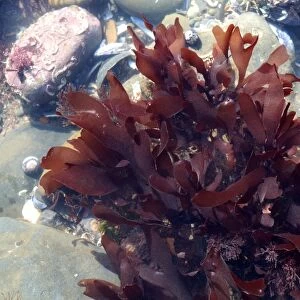 Dulse seaweed (Rhodymenia palmata)