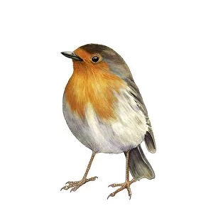 European robin, artwork C016 / 3243