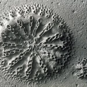 Fossil bryozoan, SEM C016 / 5602