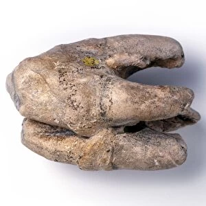 Fossil hippopotamus tooth C016 / 5600