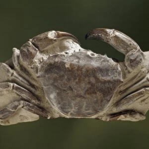 Fossil miocene crab C013 / 6615
