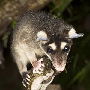 Four-eyed opossum C016 / 6242