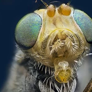 Fruit fly head C018 / 5815
