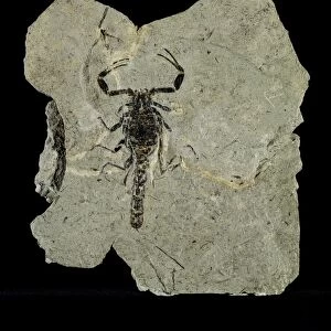 Gallio scorpion fossil C018 / 9405