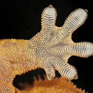 Geckos foot