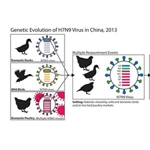 Genetic evolution of flu virus, artwork C017 / 0786