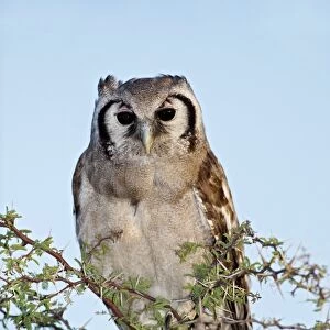 Giant eagle owl in a tree