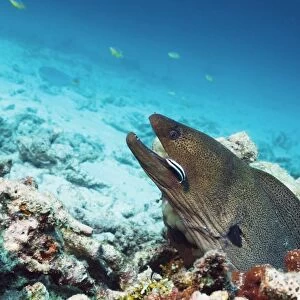 Giant moray eel and cleaner wrasse