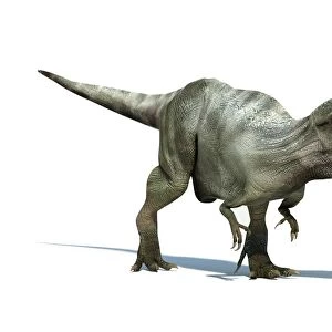 Giganotosaurus dinosaur, artwork