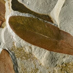 Glossopteris leaf fossils