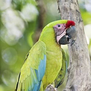 Great green macaw C013 / 6491