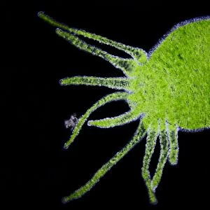 Green hydra, light micrograph C014 / 4679