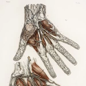 Hand anatomy, 19th Century illustration