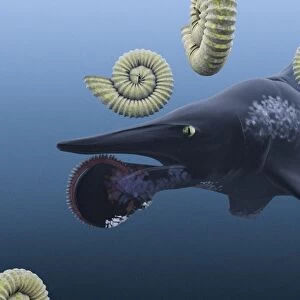 Helicoprion, with ammonites