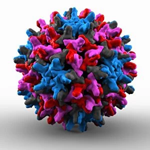 Hepatitis B virus particle C013 / 9983