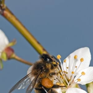 Honey bee collecting pollen C016 / 4699