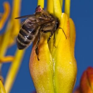 Honeybee feeding C014 / 2571