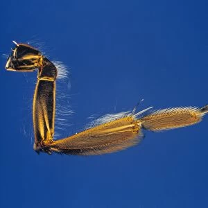 Honeybee leg