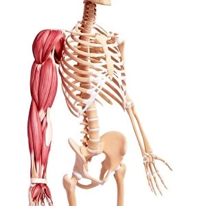 Human arm musculature, artwork F007 / 5543