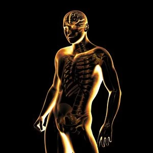 Human body, X-ray artwork