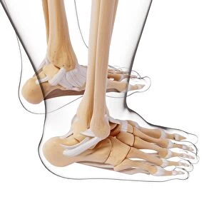 Human foot bones, artwork F007 / 1486