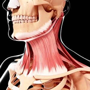 Human neck musculature, artwork F007 / 4516