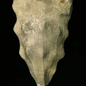 Hydnoceras tuberosum, glass sponge fossil C016 / 4994