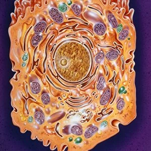 Illustration of a liver cell