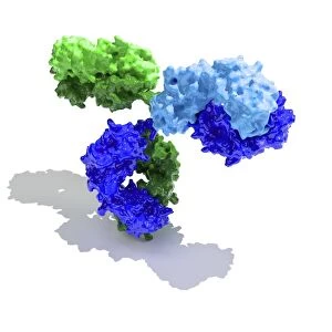 Immunoglobulin G antibody molecule