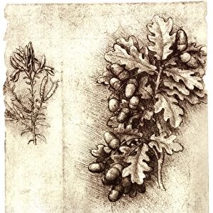 Leonardo da Vincis oak leaves and acorns
