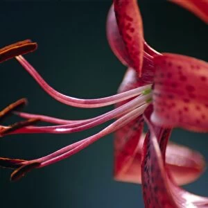 Lily flower (Lilium sp. )