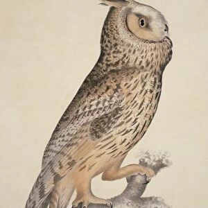 Long-eared owl, 19th century artwork C013 / 6353