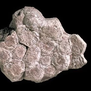 Lonsdaleia, coral fossil C016 / 4841