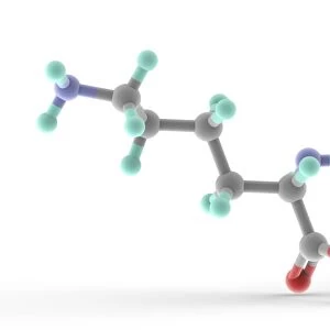 Lysine molecule