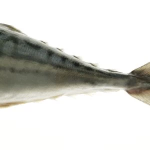 Mackerel tail