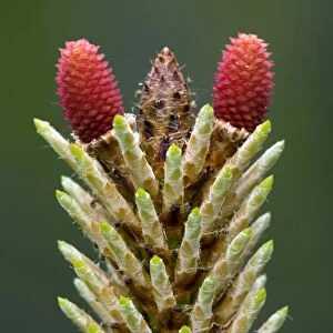 Maritime pine flower (Pinus pinaster)