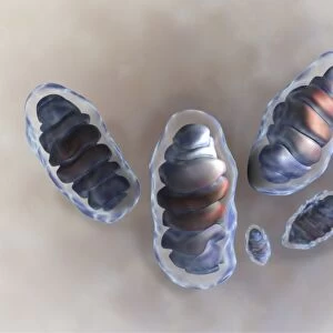 Mitochondria, artwork C013 / 4991