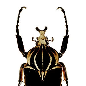 Mounted goliath beetle