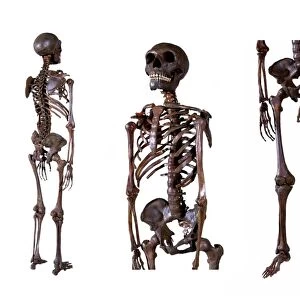 Neanderthal skeleton C016 / 5666
