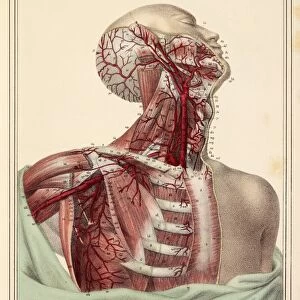Neck and shoulder arteries, 1825 artwork