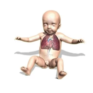 Newborn baby, anatomical artwork