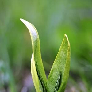 Ophioglossum vulgatum fern