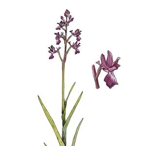 Orchid (Orchis laxiflora), artwork C016 / 3445