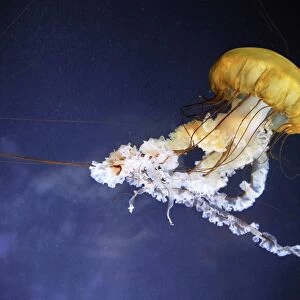 Pacific sea nettle jellyfish C018 / 2550