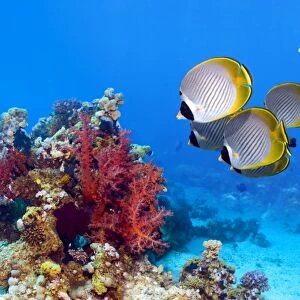 Panda butterflyfish over a coral reef
