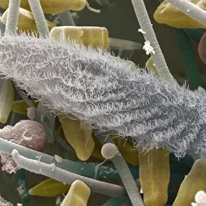 Paramecium sp. protozoan, SEM