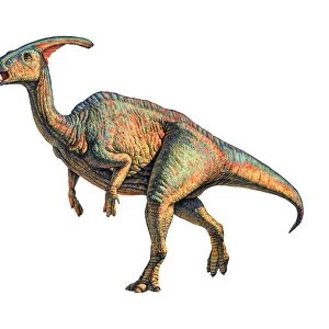 Parasaurolophus dinosaur