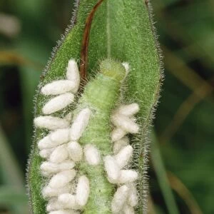 Parasitic wasp larvae on caterpillar